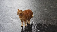 Co by měl turista vědět o istanbulských kočkách: tipy a příběhy