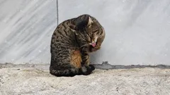 Stačí se podívat na ty tvářičky: okouzlující istanbulské kočky v objektivu našeho fotografa