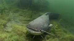 Somové vážící stovky kilogramů: je třeba se těchto rekordmanů bát?