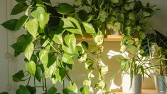 Úchvatný efekt bez námahy: jak rostlina potos promění prostor