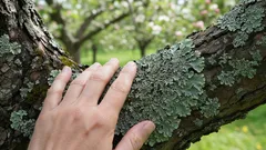 Tyto skvrny na jabloních a hrušních mohou hodně prozradit o stavu vaší zahrady – a je to užitečnější, než si myslíte