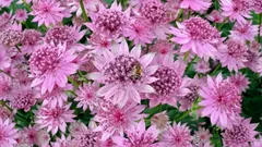 Zasaď a zapomeň: nenáročná trvalka, která kvete celé léto