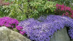 Nejlepší nízké trvalky do popředí: záhon, který nevyžaduje žádnou péči